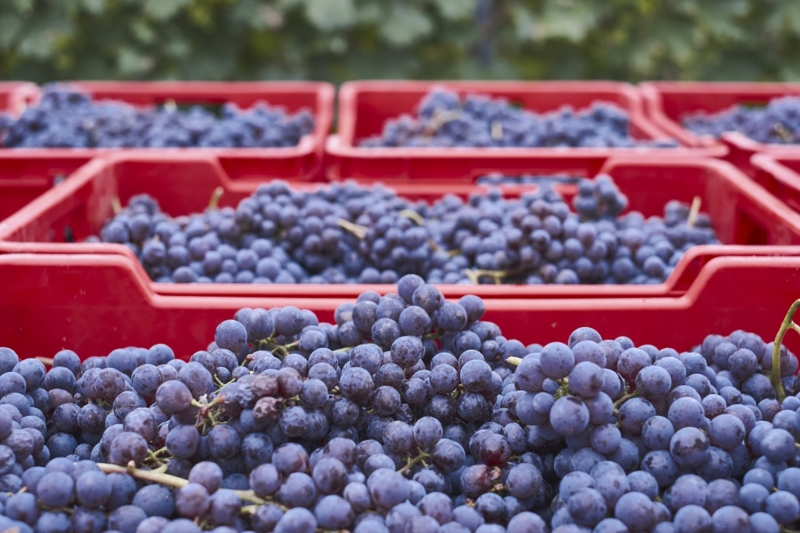torchi per uva: quale scegliere